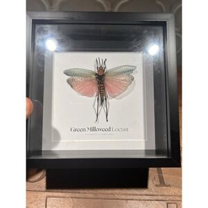 Nicola Spring Insect Taxidermy Shadow Box Of Green Milkweed Locust Mountable